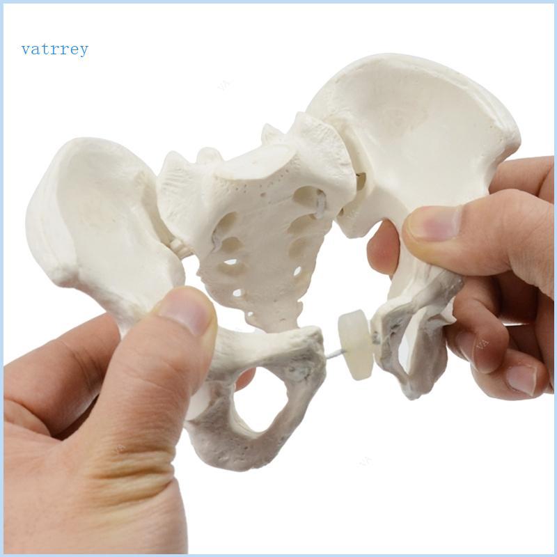 VA Mini Nữ Pelvis Model Nữ Pelvic Human Pelvic Model Medicals Teach Model