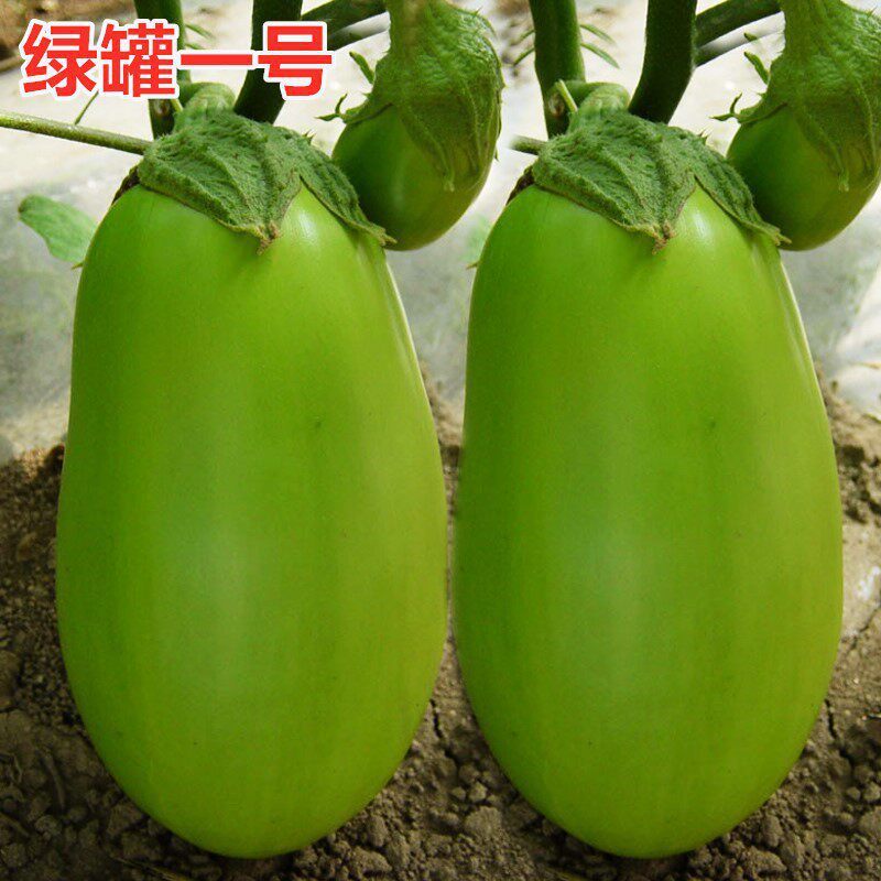 Green Can Hạt Cà tím Trái tim Thịt bò Cà tím xanh Bóng đèn xanh Cà tím xanh Cà tím xanh Ghép cà tím 