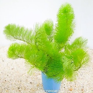 Combo 8 loại cây thuỷ sinh
