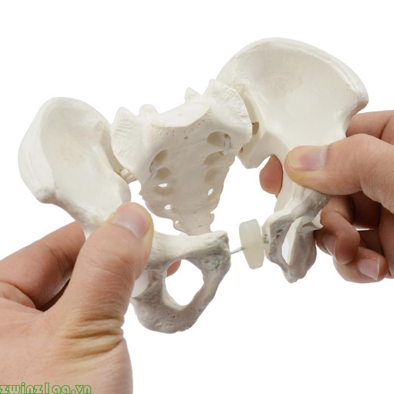 Zwinz1aa 1Pc Pelvic Model Mini Female Pelvis Model Hệ thống sinh sản nữ