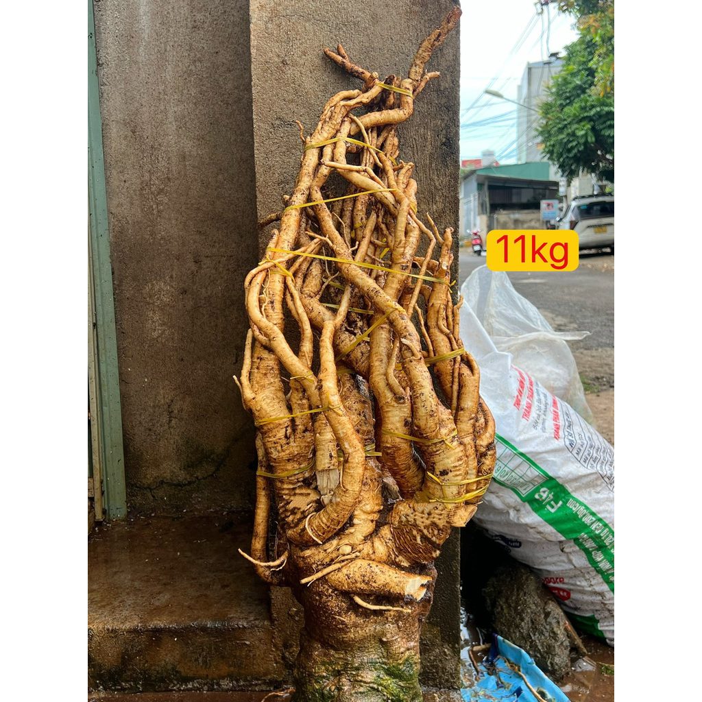 Củ Đinh Lăng Lá Nhỏ (Đinh Lăng Nếp) Tươi [.... (Đặt hàng mới đào )