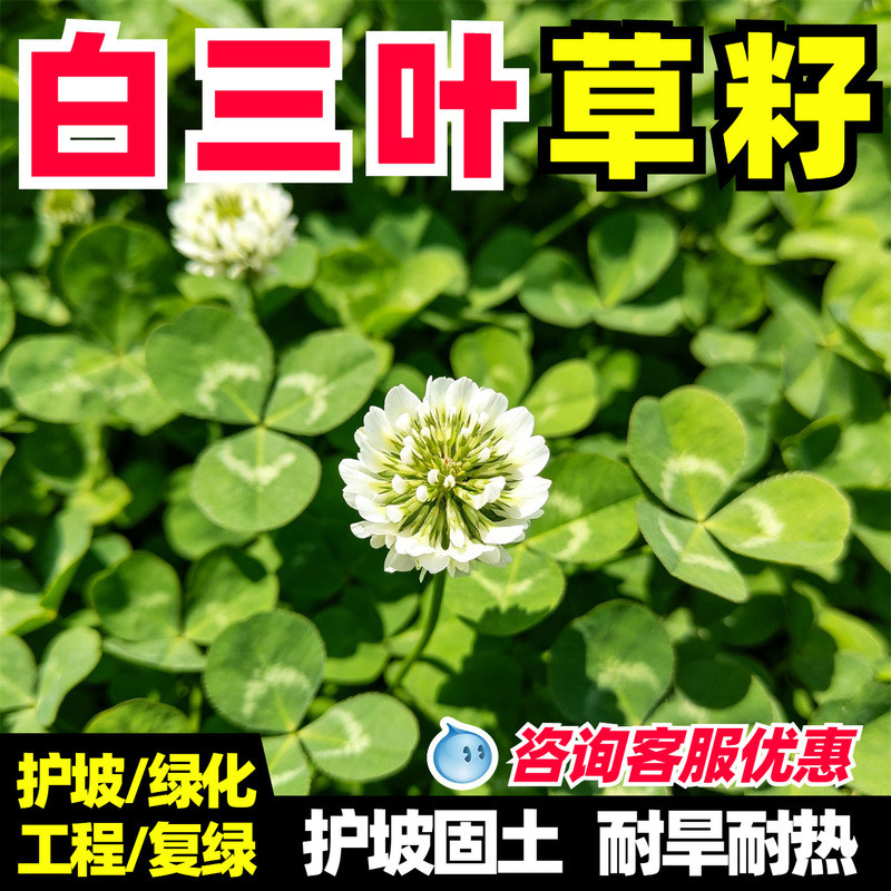 Hạt giống cỏ ba lá trắng Hạt giống cỏ ba lá đỏ xanh đường Orchard Phân bón xanh Trục hạt giống cỏ bố