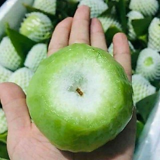 Cây mận xanh đường ST, đỏ MST( cập nhật 2026 )