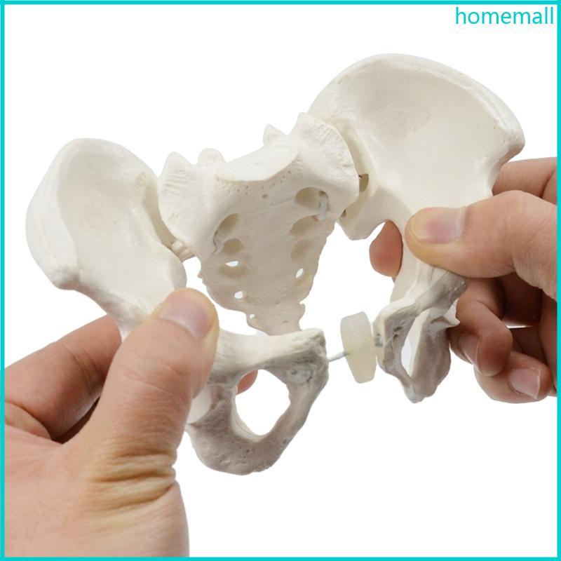 HO 1Pc Pelvic Model Mini Female Pelvis Model Hệ thống sinh sản nữ