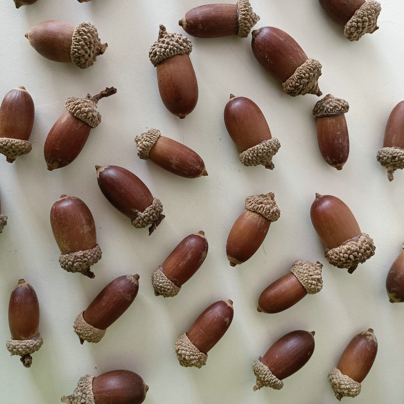 [Big Acorn] Vỏ Acorn Trang Trí Handmade Mặt Dây Chuyền Hoa Khô Văn Học Hoa Khô Trái Cây Khô Sắp Xếp 