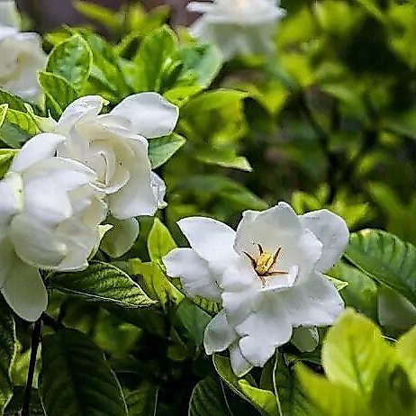 Hàng sẵn có Vận chuyển nhanh Hạt giống Gardenia Vàng Gardenia Nhỏ Mountain Gardenia Hạt giống Bốn mù