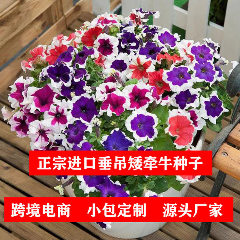Treo Thấp Morning Glory Hạt Giống Thấp Morning Glory Hạt Giống Chậu Cây Dễ Dàng Trồng Treo Hạt Giống