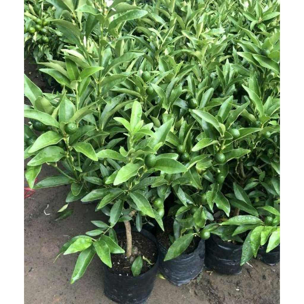 Cây quất ngọt sẵn quả, cây quất ngọt giống ( cây tắc)giống chuẩn F1 chất lượng cao siêu sai trái