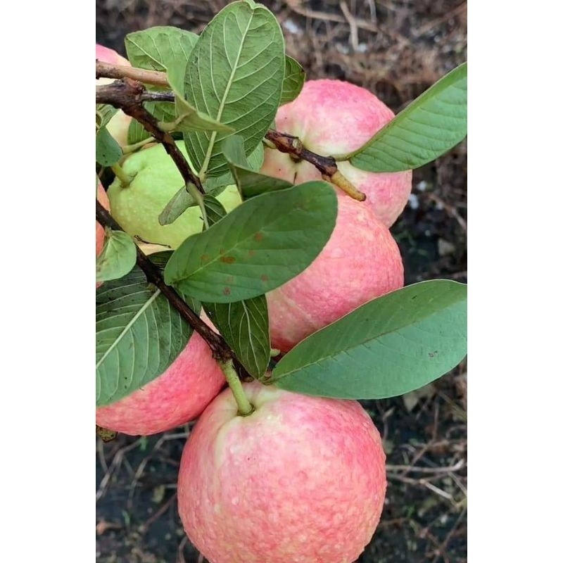 tree- Cây giống ổi đào  ruby vỏ hồng ruột đỏ (tặng kèm phân kích rễ), chiết cành -vươn xanh 6.0