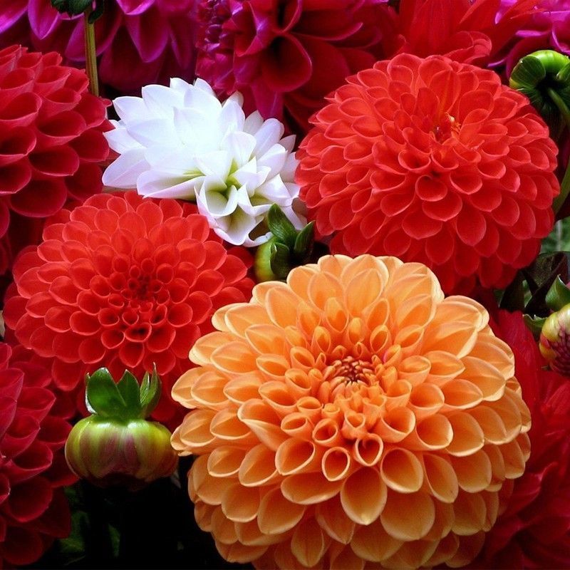 Dahlia Trồng Bóng Rễ Hoa Giống Cây Trong Chậu Sân Dahlia Hạt Bốn Mùa Gieo Hoa Dahlia Hạt Giống Hoa C