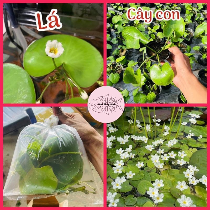 Bèo thủy nữ trang trí thủy sinh - Giá sỉ tại vườn