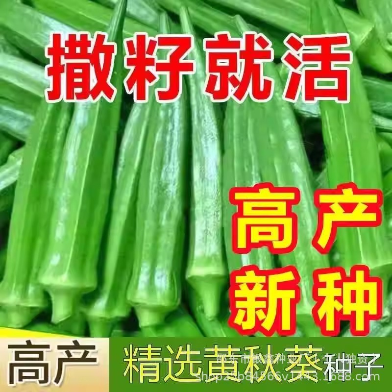 Hạt Okara Vàng Hạt Okara Đỏ Hạt Okara Xanh Giống Nguyên Bản Bốn Mùa Rau Củ Giống Trái Cây Daquan Rau