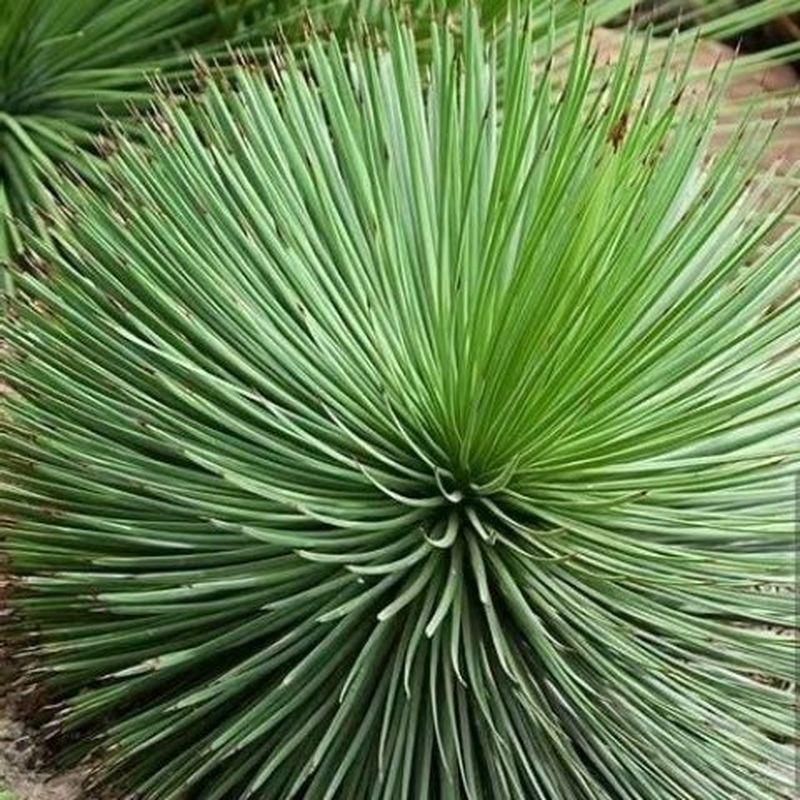 Hàng sẵn có Vận chuyển nhanh Agave Geminiflora Seed Dragon White Silk Fine Leaves Not Ordinary 26808