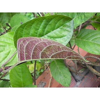 [Nhu_Mai_Garden]CÂY LÁ MƠ LÔNG TÍM (MƠ LÔNG TAM THỂ LÁ MÀU TÍM)