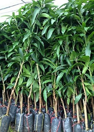 bầu cây xoài thái cây đẹp.