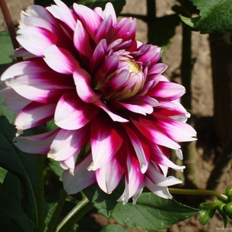 Hàng sẵn có Vận chuyển nhanh [Cung cấp] Dahlia Nhiều loại rễ bóng Hoa Dahlia Hoa khoai lang Hoa quả 
