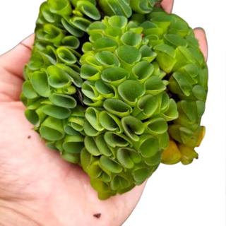 Bèo tai chuột - Bèo tổ ong trang trí thủy sinh (10 nhánh)