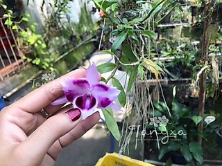 |SIÊU ĐẸP| Trầm 6 Mắt Thơm (Bảng Lá Bảo Hành Mặt Hoa)