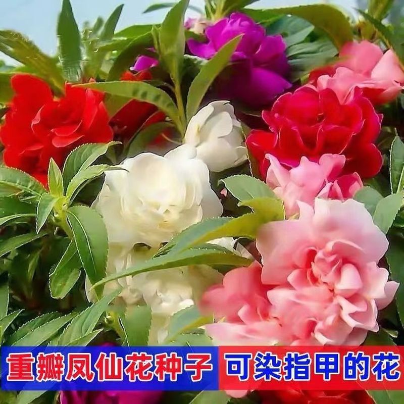Cánh hoa đôi Fengxian Hạt giống hoa đầy màu sắc Hạt Henna Bốn mùa gieo ban công Sân trong chậu Cây n