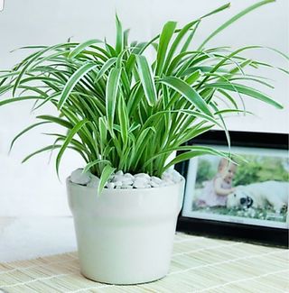 Cây lan nhện(1 khóm)