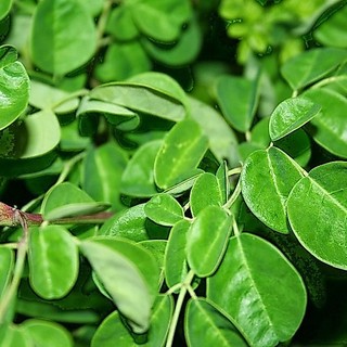 Hạt Cây Giống Chùm Ngây - 20 hạt (TẶNG gói kích thích hỗ trợ hạt nảy mầm)
