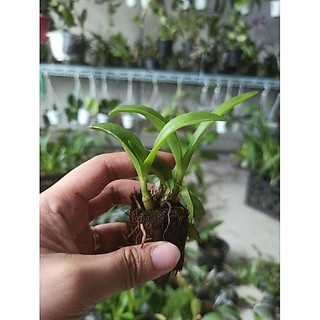 Hoa lan denro nắng thơm pensoda ( cây giống)