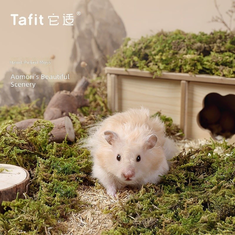 Aomori Moss Hamster Bộ Chăn Ga Gối 5L Khô Tự Nhiên Trang Trí Phong Cảnh Cho Syria Dài Tóc Chuột Lồng