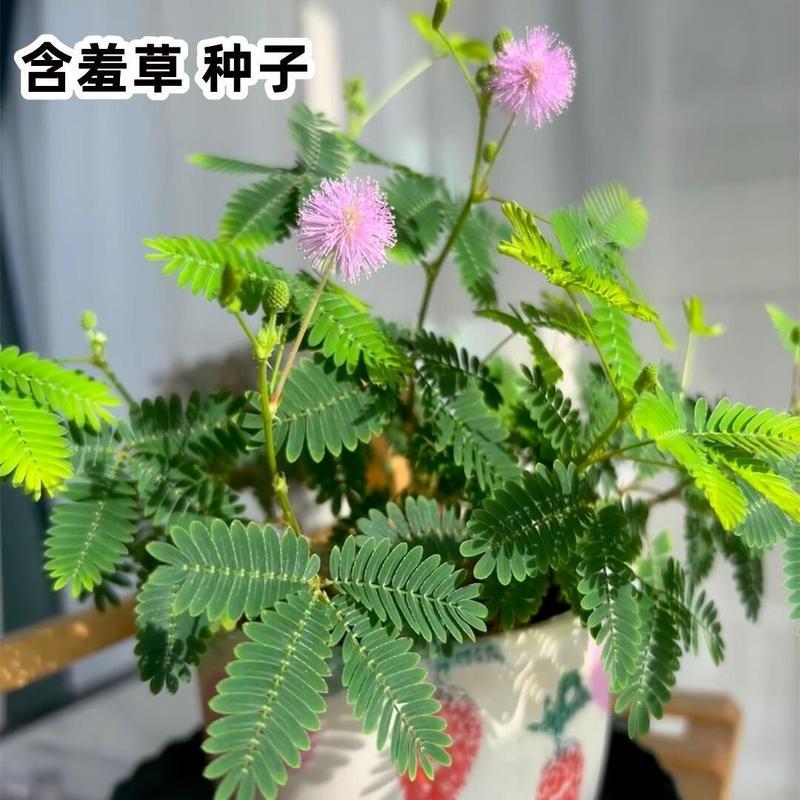 Bán Chạy Vận Chuyển Tức Thì Bốn Mùa Mimosa Hạt Mimosa Nhảy Múa Hạt Giống Hoa Sinh Viên Ký Túc Xá Sân