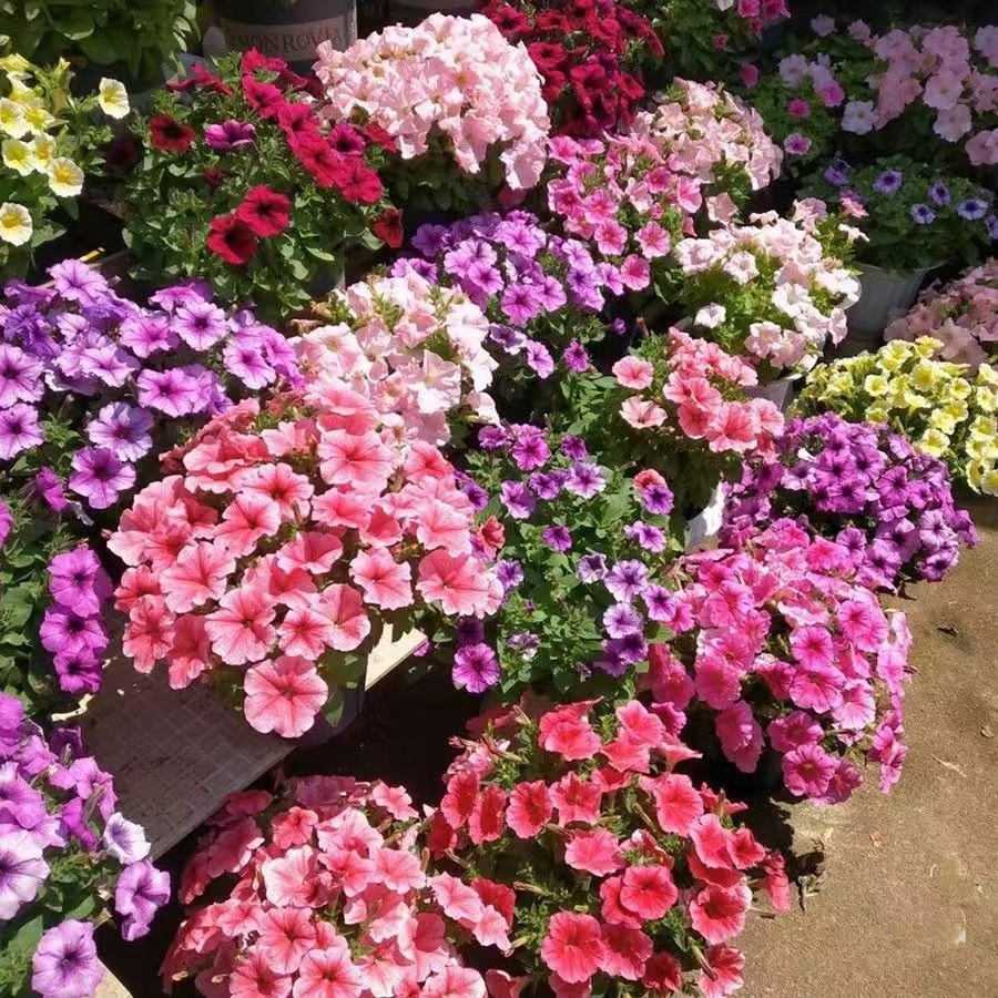 Nhập Khẩu Treo Thấp Morning Glory Hạt Giống Thấp Morning Glory Hạt Giống Chậu Cây Dễ Dàng Trồng Treo