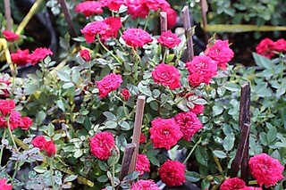 Hồng tỷ muội