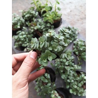 Combo 3 Cây Ổn Định Đường Huyết – Cỏ Ngọt, Thài Lài, Bầu Đất Tím – Cây dược liệu quý Trồng Tại Nhà
