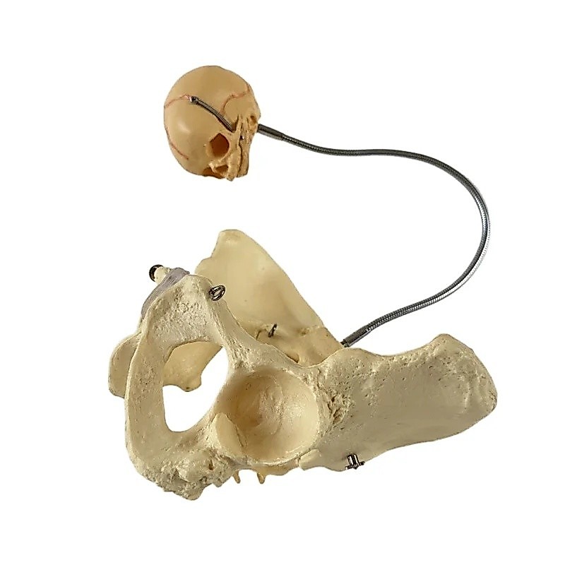 Người Hộ Sinh Quy Trình Mô Hình Nữ Khớp Pelvis Coccygeal Thắt Lưng Vertebrae Thể Hiện Xương Pelvis C