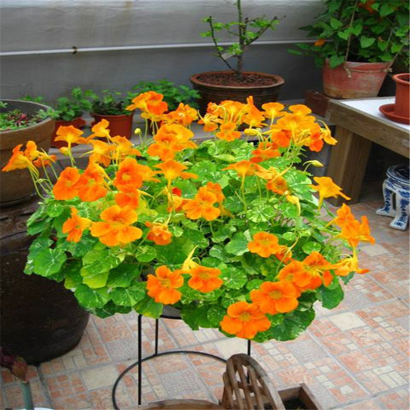 Bán chạy Vận chuyển nhanh Số lượng lớn Eclipse Seeds Bốn mùa Eclipse Eclipse Potted Plant Climbing S