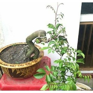 Khế Nhật Bonsai mini ( Để Bàn )