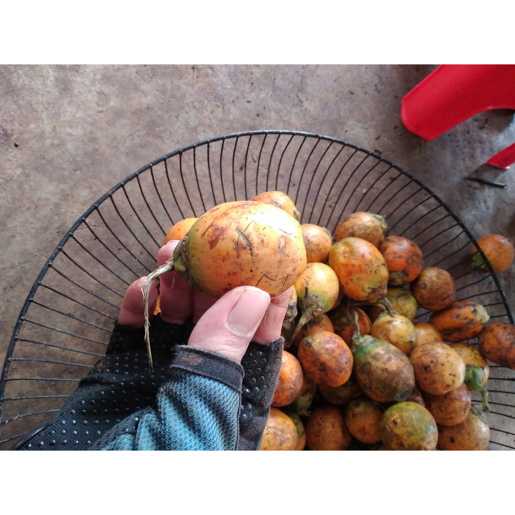 1 KG HẠT GIỐNG CAU QUẢ tròn [ CAU MIỀN BẮC - Cau quả to, nặng buồng thích hợp trồng kinh tế xuất khẩ