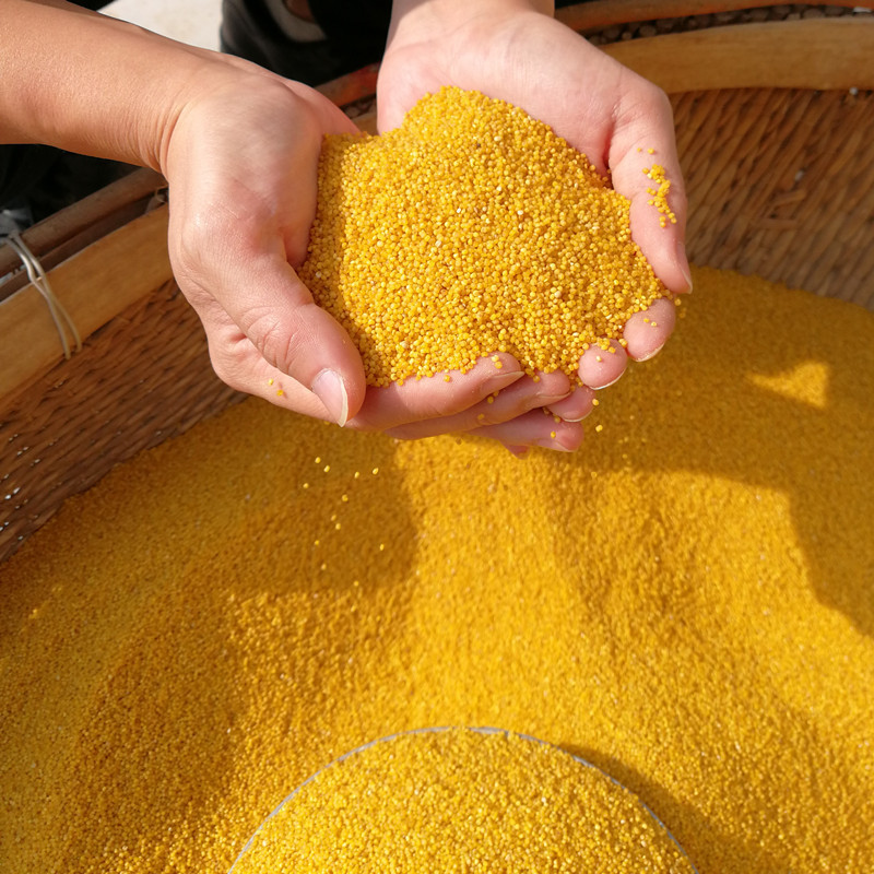 Beibei Rice Fat Yellow Millet 500g Germ Rice Multigrain Oil Millet Whole Grain Farm Rice