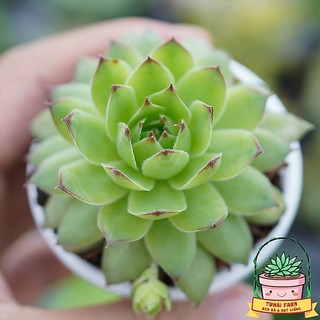 Sen đá Phật Bà - Bầu TO - Lỗi 1 Đổi 1