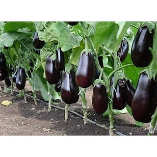 HẠT GIỐNG CÀ TÍM GIỌT NƯỚC THÁI LAN