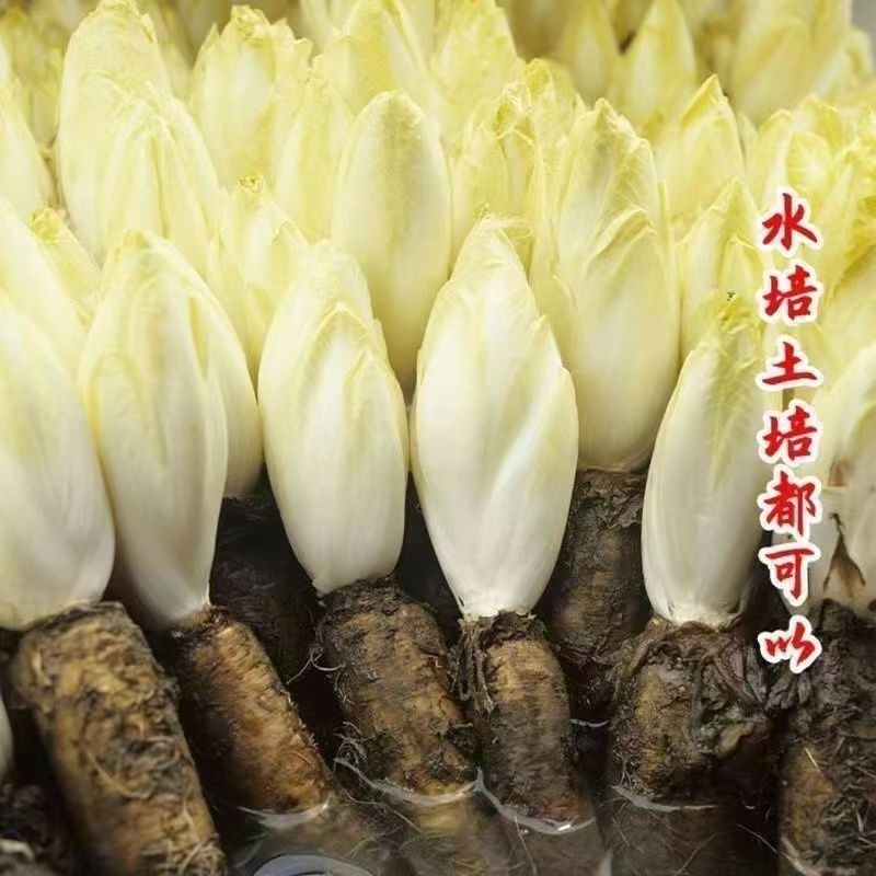 Golden Magnolia Seed Chicory Sprout Ball Letuce Billy Softed Chicory Ban công bốn mùa Daejeon A07250