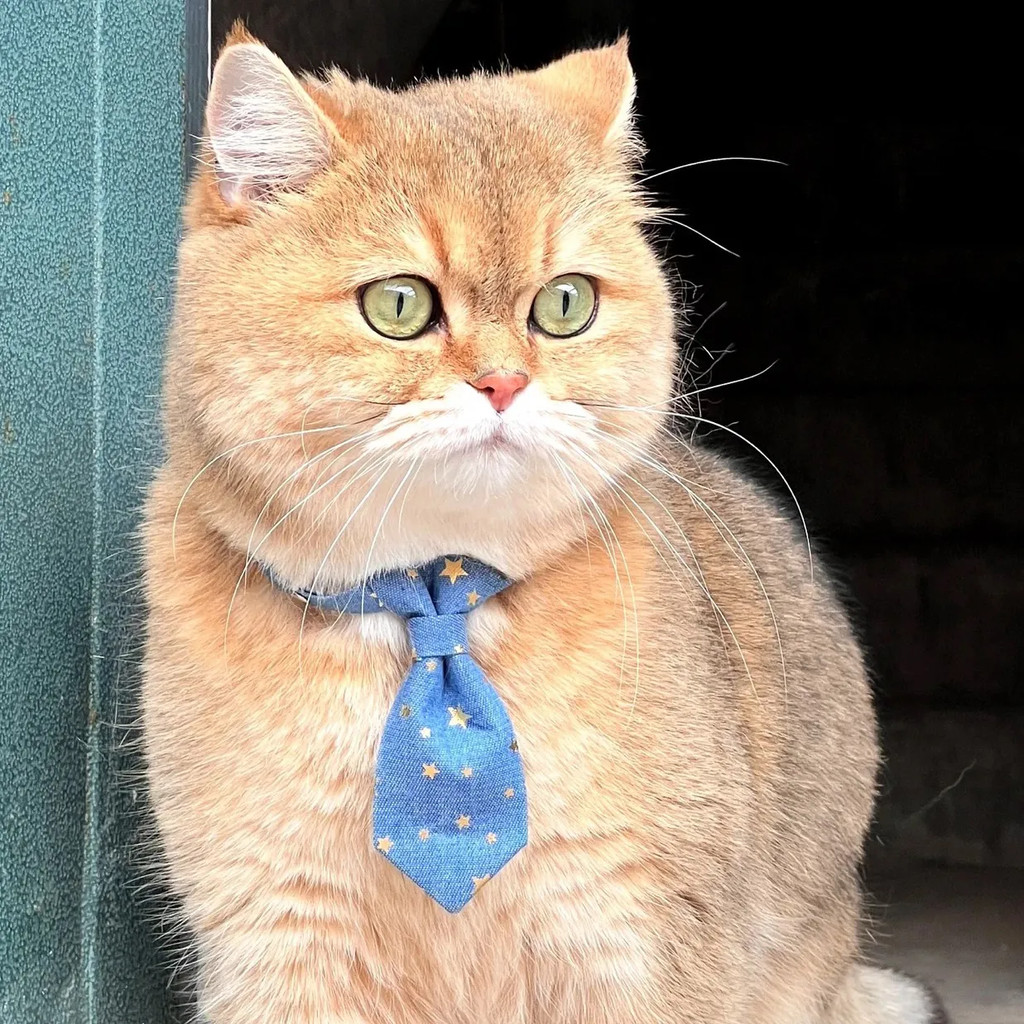 Pet Gentleman Bow Tie Collar Cat Dog Photo Tie Tie Tie Tie