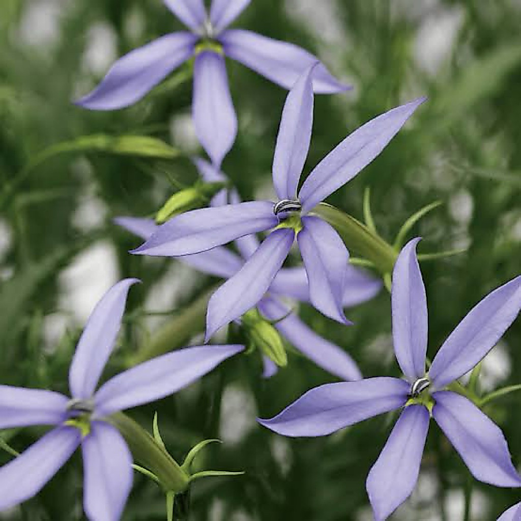 Laurentia sao xanh