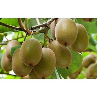 CÂY GIỐNG KIWI leo giàn hàng nhập khẩu