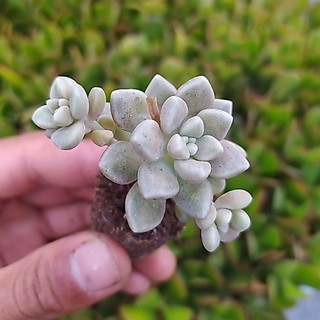 Sen đá Kim Tuyến (Mini Size) - 1 cây