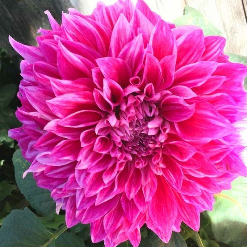 Bán Chạy Vận Chuyển Nhanh Dahlia Trồng Bóng Rễ Hoa Dahlia Trồng Rễ Dahlia Trồng Bóng Dahlia Trồng Câ