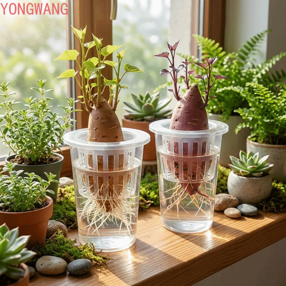 Ly lưới thủy canh YONGWANG66ZX, Chậu thủy canh trong suốt nhân giống cây nhựa trong suốt, Chậu hoa t