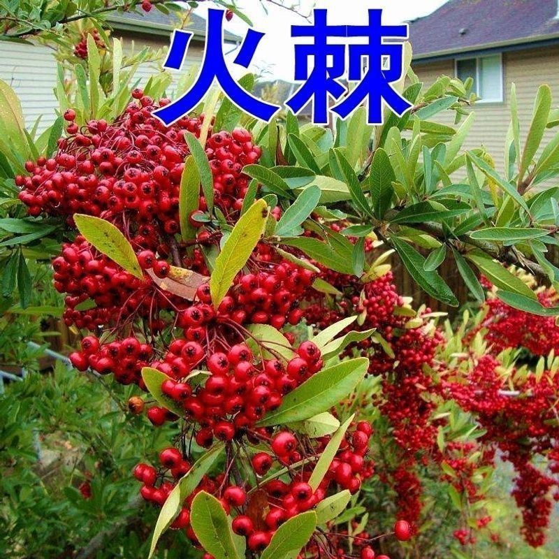 Lửa Mới Hạt Gai Lửa Hạt Gai Lửa Hạt Giống Rừng Gỗ Cây Hạt Gai Biển Tường Sắt Hàng Rào Hạt Gai Đỏ Gỗ 