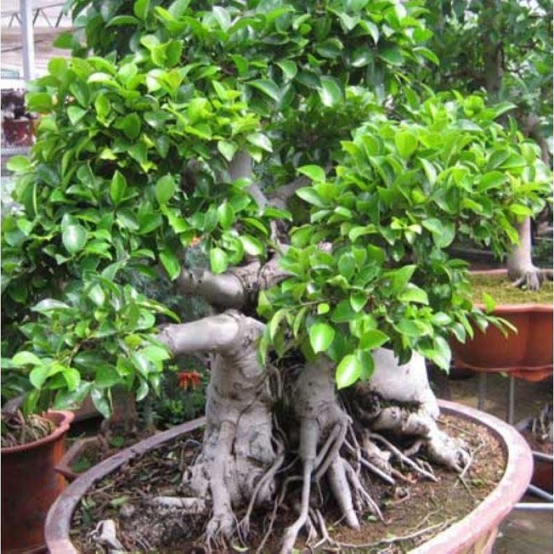Ficus Ficus Hạt Lá Nhỏ Lớn Lá Ficus Lá Ficus Nhân Sâm Ficus Cây Chậu Cây Cảnh Alpine Cây Cảnh Hoa082