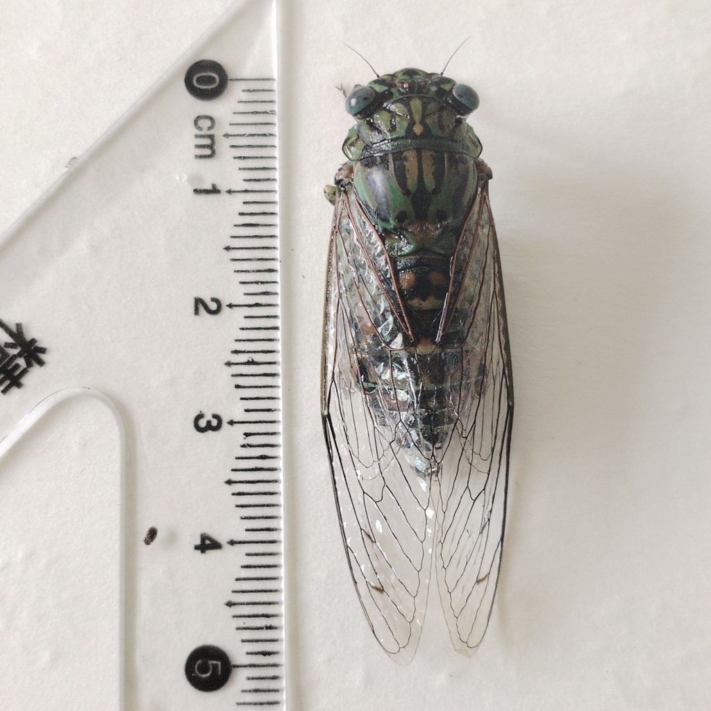 Mẫu vật côn trùng cánh lưới: Cicada Mông Cổ, Cicada vàng, Cicada đen, Cicada Ang, Bướm thiên đường, 