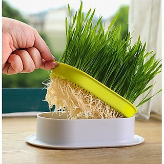 Hạt giống cỏ mèo,cỏ lúa mì ươm nảy mầm cho chim,vẹt.mèo,chó,(Người ăn được)50gr
