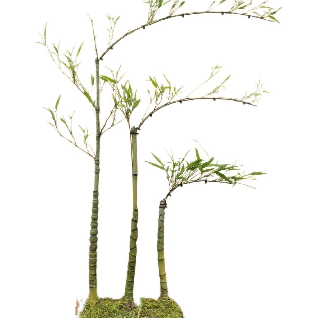 Cây cảnh tre vảy rồng bonsai chậu tre rùa vỏ tre rừng tiểu cảnh cây xanh văn phòng bền đẹp giao nhan